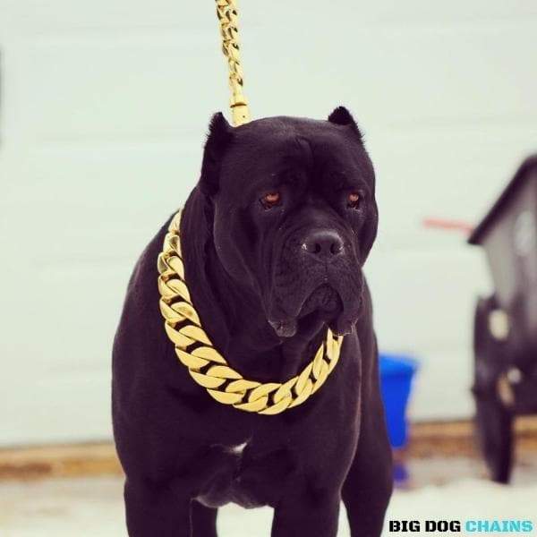 MIDAS_Gold_Cuban_Link_Dog_Collar_For_XL_Dogs_Largest_Cuban_Link_Collar_Ever_Made_Perfect_for_Dogs_Over_100_Pounds_Pit_Bulls_XL_Bullies_Cane_Corso_Bully_and_More_BIG_DOG_CHAINS 56