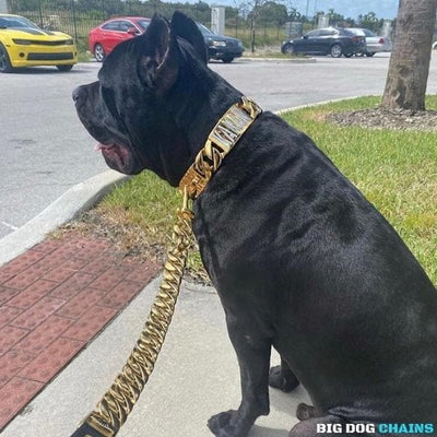 MIDAS_Gold_Cuban_Link_Dog_Collar_For_XL_Dogs_Largest_Cuban_Link_Collar_Ever_Made_Perfect_for_Dogs_Over_100_Pounds_Pit_Bulls_XL_Bullies_Cane_Corso_Bully_and_More_BIG_DOG_CHAINS 899