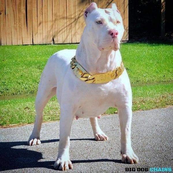 MIDAS_Gold_Full_Custom_Cuban_Link_Dog_Collar_For_XL_Dogs_Largest_Cuban_Link_Collar_Ever_Made_Perfect_for_Dogs_Over_100_Pounds_Pit_Bulls_XL_Bullies_Cane_Corso_Bully_BIG_DOG_CHAINS