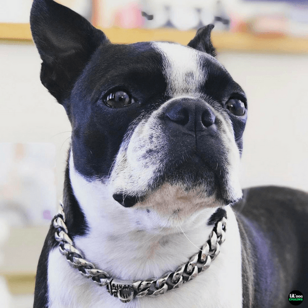FRENCH BULLDOG PERFECT DOG COLLAR | LIL' DOG CHAINS