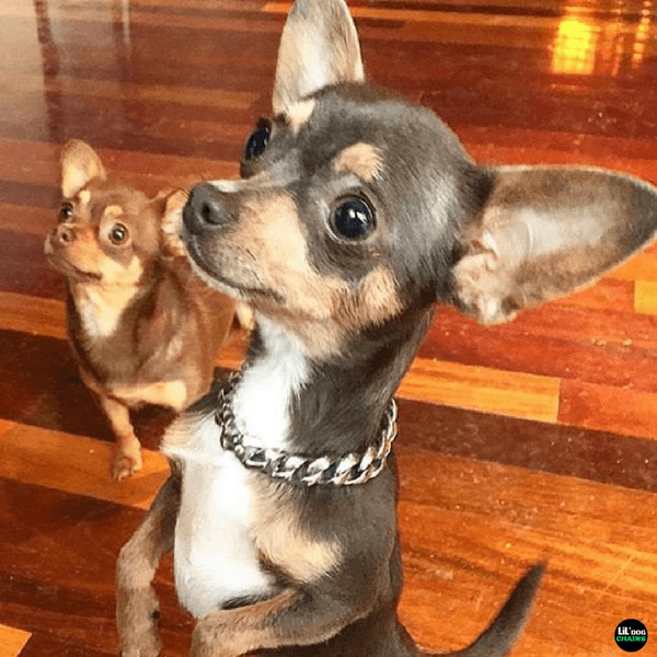 PERFECT DOG COLLAR FOR CHIHUAHUA | LIL' DOG CHAINS
