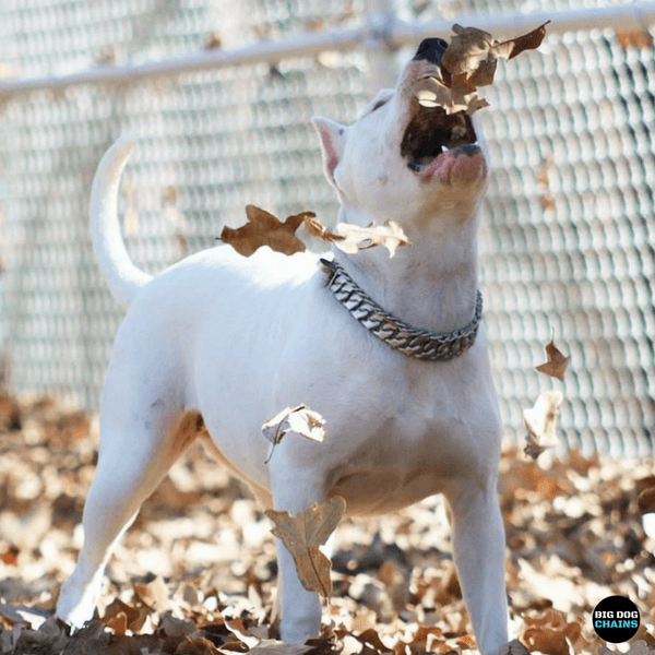 White pitbull wearing dog collar chains