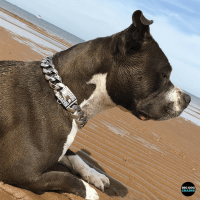 Maui Custom Luxury Dog Collar for Large Dogs made of stainless steel - BIG DOG CHAINS