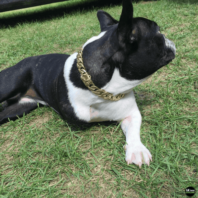 Miami Gold Dog Collar for small dogs stainless steel custom gold dog collars - LIL DOG CHAINS - 4