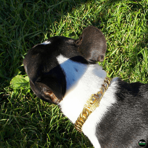 Miami Gold Dog Collar for small dogs stainless steel custom gold dog collars - LIL DOG CHAINS - 5
