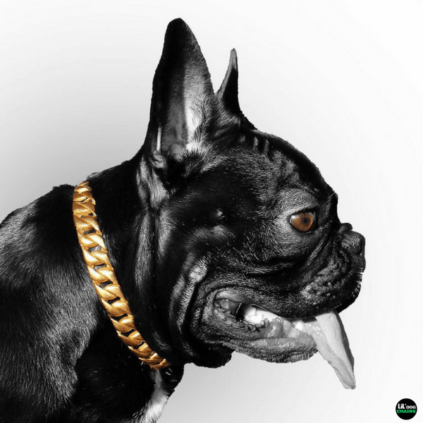 MIAMI Cuban Link Dog Collar Frenchie French Bulldog Stainless Steel and Gold Dog Collar Super Strong - BIG DOG CHAINS