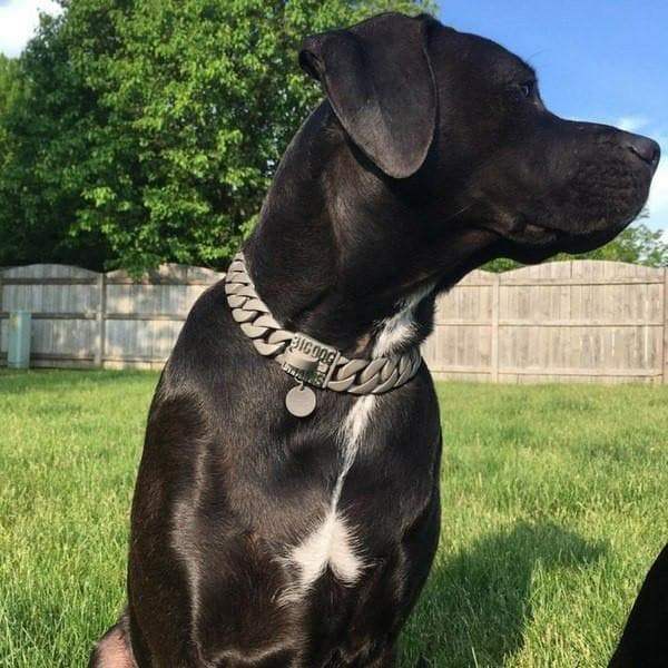 NATO matte finish dog collar custom modern stainless steel luxury designer dog collar large strong - BIG DOG CHAINS