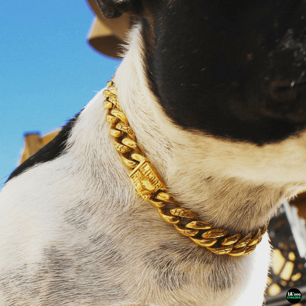 GOLD DOG COLLAR FOR FRENCHIES DOG | LIL' DOG CHAINS