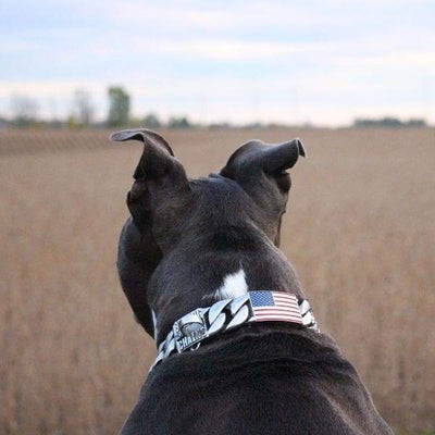 PATRIOT_Custom_Dog_Collar_Unique_Stainless_Steel_Cuban_Link_Dog_Collar_for_Dobermans_Rottweilers_Pit_Bull_XL_Bullies_and_More_BIG_DOG_CHAINS