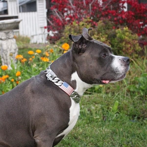 PATRIOT_US_Flag_Dog_Collar_Stainless_Steel_Pit_Bull_Collar_Strong_and_Unbreakable_BIG_DOG_CHAINS
