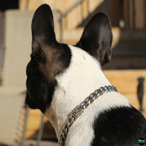 Pebble Small Dog Collar Custom Stainless Steel Strong Dog Collar for Small Dogs - LIL DOG CHAINS - 2
