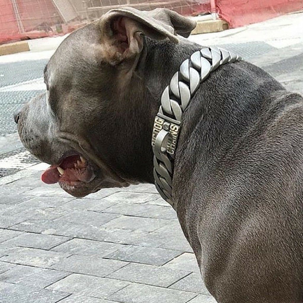 Pit Bull American Bully - Lone Star Strong Large  Matte Finish Dog Collar - BIG DOG CHAINS - 2