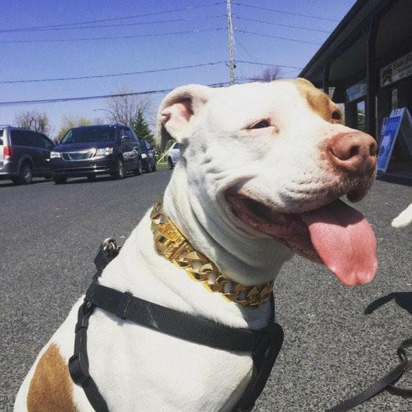 R.I.C.O. gold dog collar custom gold luxury designer dog collar large - BIG DOG CHAINS - 3