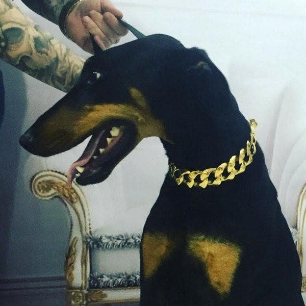 R.I.C.O. gold dog collar custom gold luxury designer dog collar large - BIG DOG CHAINS  - 5