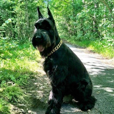 R.I.C.O. gold dog collar custom gold luxury designer dog collar large - BIG DOG CHAINS  - 9