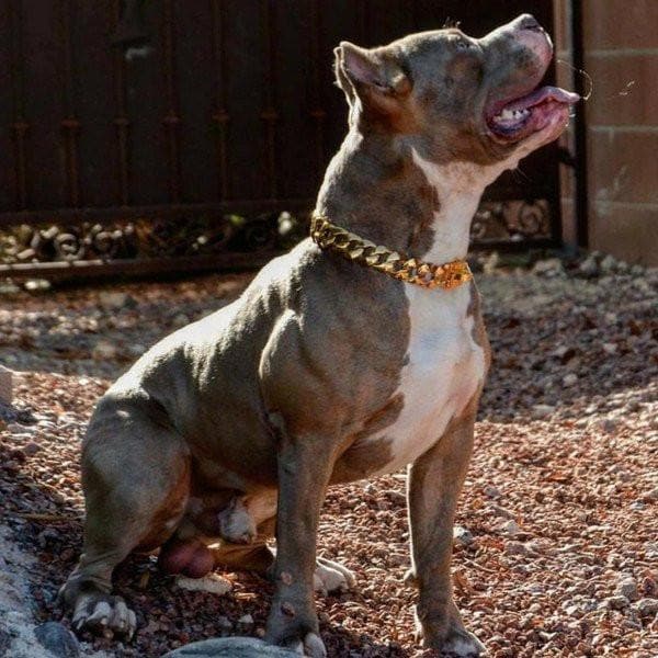 R.I.C.O. gold dog collar custom gold luxury designer dog collar large - BIG DOG CHAINS 