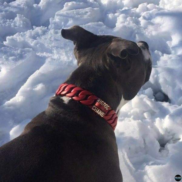 Red Dog Collar with metal Cuban Links made of Stainless Steel Custom fitted to your large strong dog Luxury Pit bull bully Unique Designer dog collar - BIG DOG CHAINS - 5