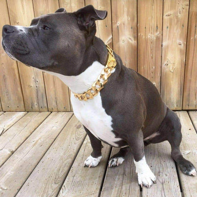 Rico gold dog collar jewelry - BIG DOG CHAINS - 3