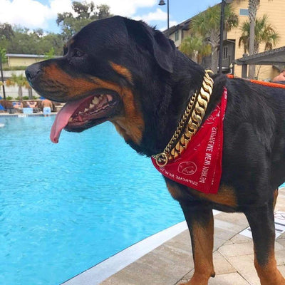 Rottwelers | gold Cuban dog collars | Big Dog Chains 