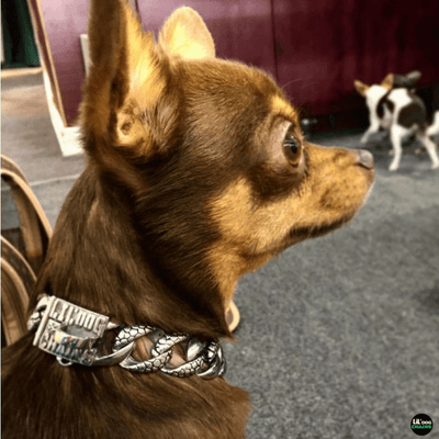 Stone Small Dog Collar Custom Made Stainless Steel for small dogs - BIG DOG CHAINS