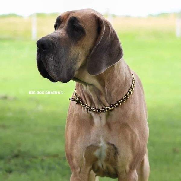 Strong_Choker_for_Large_and_XL_Dogs_Gold_Training_Collar_Unique_Design_and_High_Quality_for_Strength_for_Bull_Maftiff_American_Bulldog_BIG_DOG_CHAINS