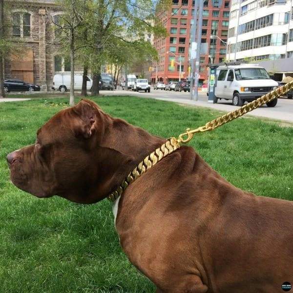 Dog wearing gold Collar and leash from Big Dog Chains