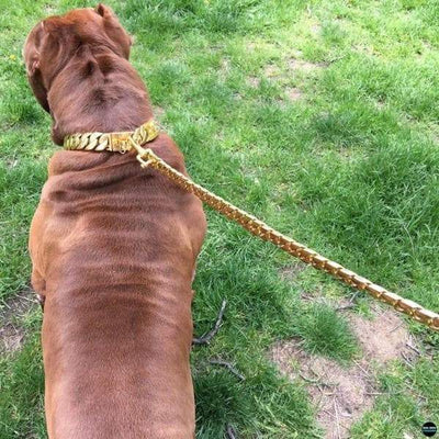 Ultimate gold dog leash | Big Dog Chains
