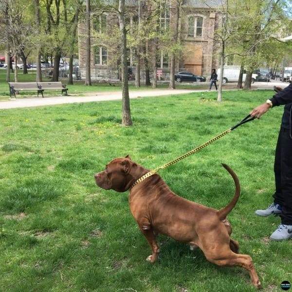 Super strong gold dog leash for big and huge dog | Big Dog chains