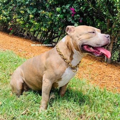 Super_Strong_Choker_Chain_for_XL_Dogs_BIG_DOG_CHAINS