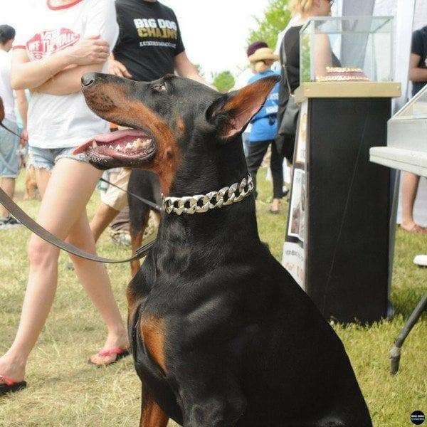 Silver dog chain collar sales