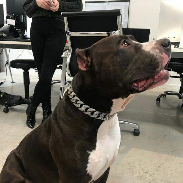 THE DRIP Iced Out Large Dog Collar Pit bull Bully Welcome OVO Photoshoot - BIG DOG CHAINS