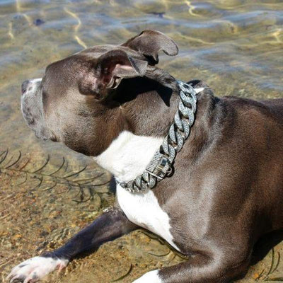 THE ICE, Stainless Steel Iced Out Dog Collar Luxury Custom and Strong Bully XL Pit Bull Collar - BIG DOG CHAINS