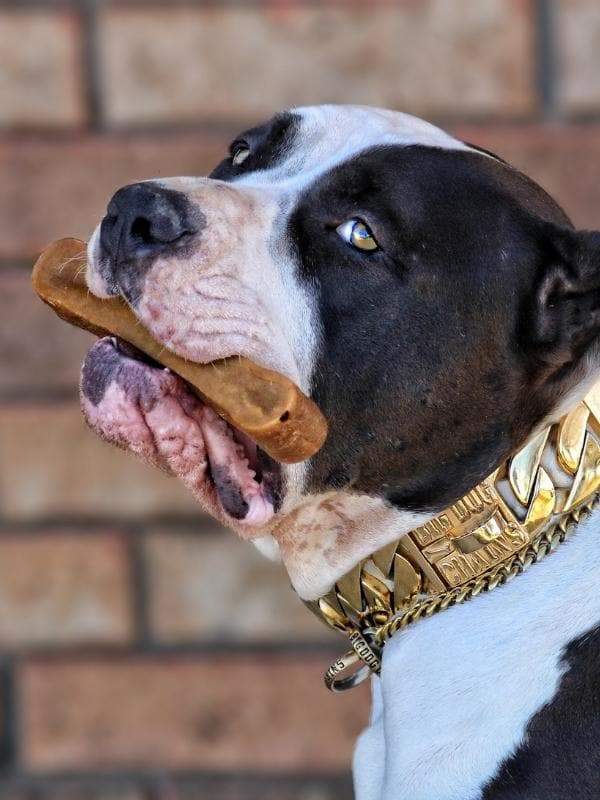 THE_EVEREST_Dog_Chew_Hiamalayan_Yak_Cheese_Premium_Dog_Chews_All_Natural_Organic_and_Super_Long_Lasting_Ideal_for_Large_Dog_Breeds_Like_Bulldog_Bull_Mastiff_Cane_Corso_and_More_BIG_DOG_CHAINS