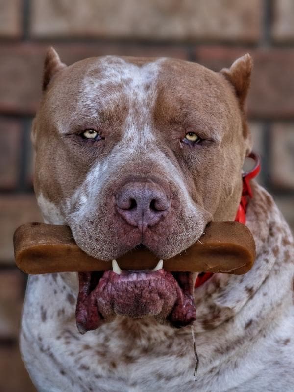 THE_EVEREST_Dog_Chew_Hiamalayan_Yak_Cheese_Premium_Dog_Chews_All_Natural_Organic_and_Super_Long_Lasting_Ideal_for_Large_Dog_Breeds_Like_Bulldog_Bull_Mastiff_Cane_Corso_and_More_BIG_DOG_CHAINS