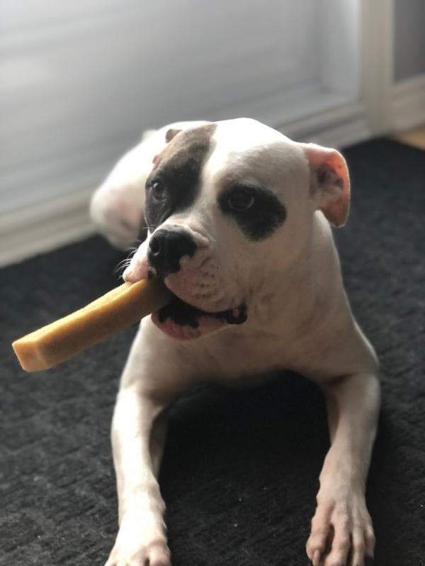 THE_EVEREST_Dog_Chew_Hiamalayan_Yak_Cheese_Premium_Dog_Chews_All_Natural_Organic_and_Super_Long_Lasting_Ideal_for_Large_Dog_Breeds_Like_Bulldog_Bull_Mastiff_Cane_Corso_and_More_BIG_DOG_CHAINS