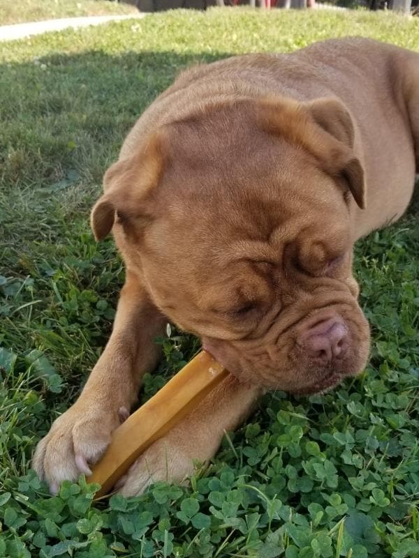 THE_EVEREST_Dog_Chew_Hiamalayan_Yak_Cheese_Premium_Dog_Chews_All_Natural_Organic_and_Super_Long_Lasting_Ideal_for_Large_Dog_Breeds_Like_Bulldog_Bull_Mastiff_Cane_Corso_and_More_BIG_DOG_CHAINS
