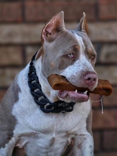 THE_EVEREST_Dog_Chew_Hiamalayan_Yak_Cheese_Premium_Dog_Chews_All_Natural_Organic_and_Super_Long_Lasting_Ideal_for_Large_Dog_Breeds_Like_Bulldog_Bull_Mastiff_Cane_Corso_and_More_BIG_DOG_CHAINS