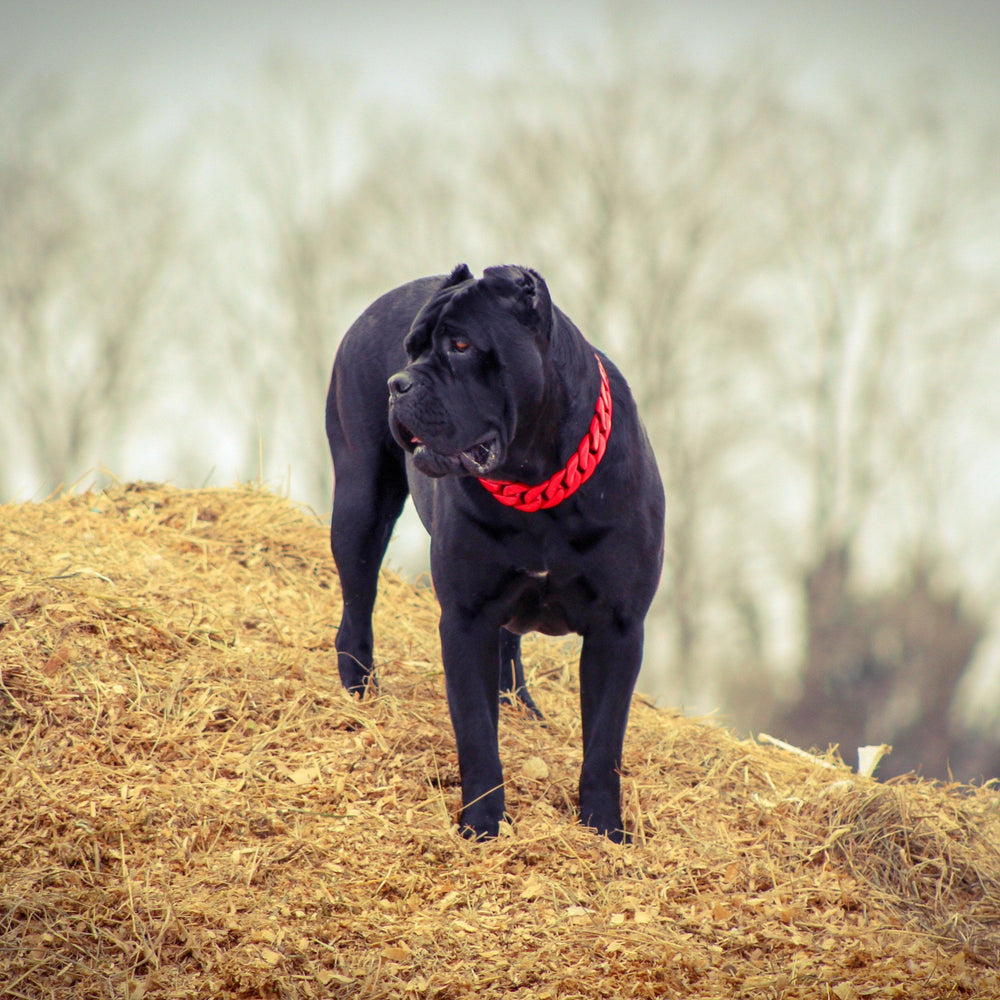 THE HELLBOY Dog Collar for pitbull_large_dog_collars_Cane_Corso_collars_rottweilerdog_collar_Bull_Mastiff_metal_collarA Collar That Commands Attention  - 2/BigDogChains