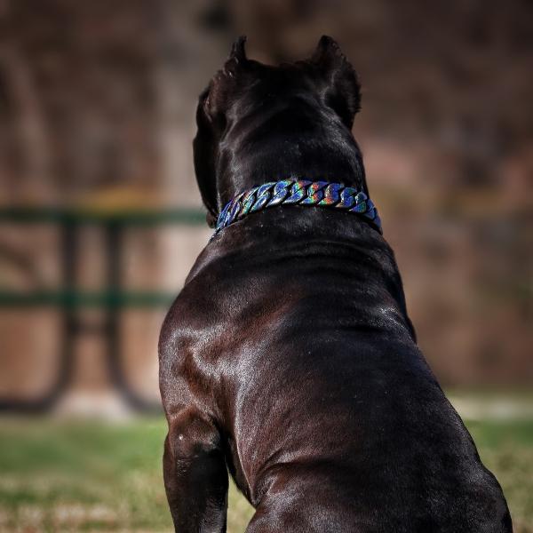 The Orion Iridescent Galaxy Cuban Link Dog Collar with Color-Changing Prismatic Finish Available in 1 Inch 1.25 Inch 1.75 Inch Widths - BIG DOG CHAINS®