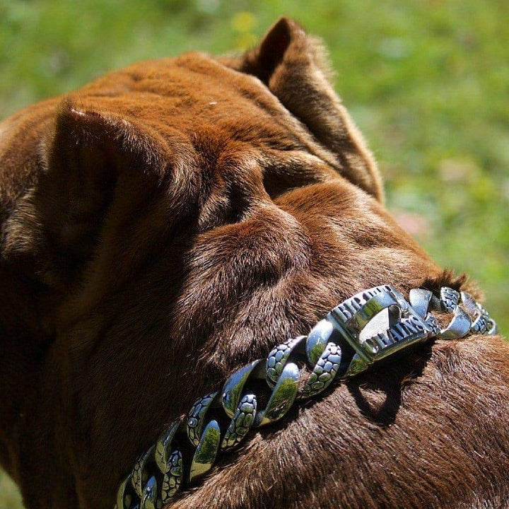 THE ROCKY Stainless Steel Dog Collar for pitbull_large_dog_collars_Cane_Corso_collars_rottweilerdog_collar_Bull_Mastiff_metal_collar  Strength That Endures  - 4/BigDogChains