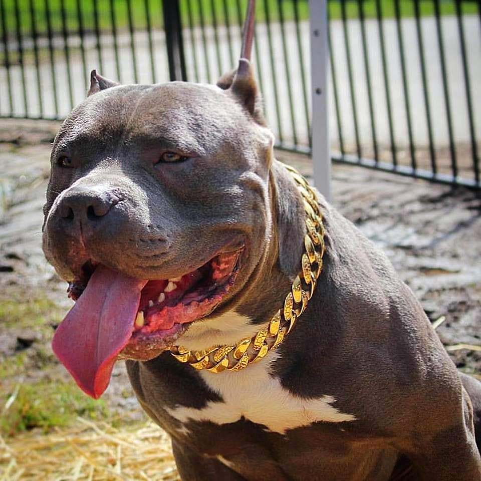 The Balboa Gold Dog Collar for pitbull_large_dog_collars_Cane_Corso_collars_rottweilerdog_collar_Bull_Mastiff_metal_collar A Touch of Luxury for Every Walk  - 2 / BigDogChains
