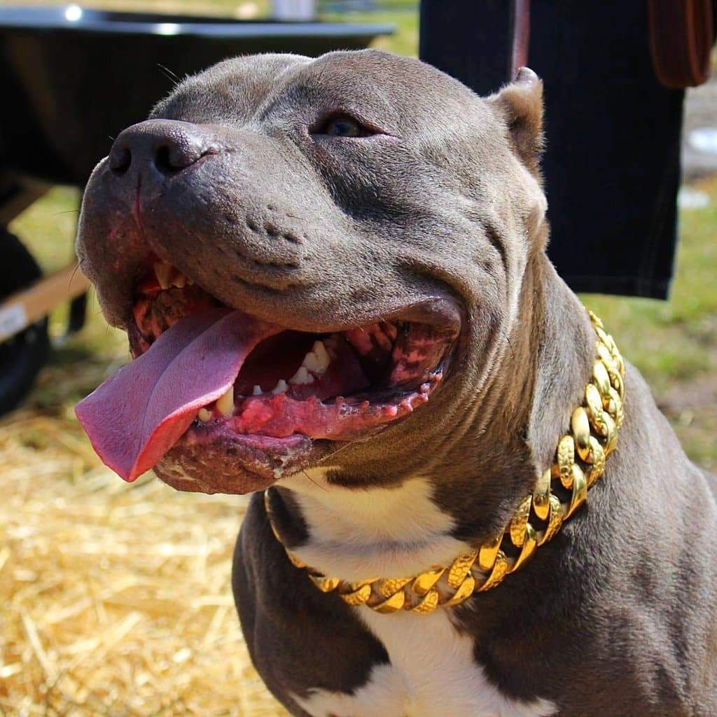 Rocky balboa gold chain top