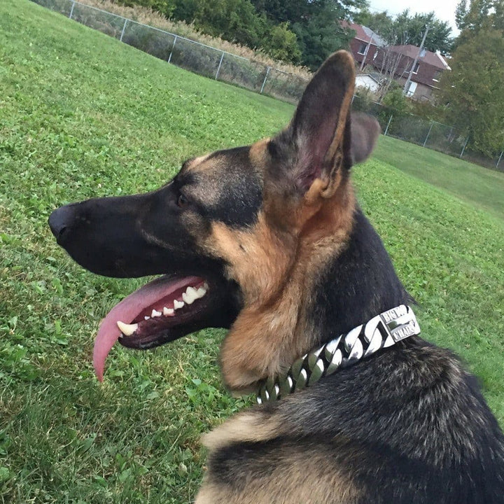 German shepherd gold chain outlet