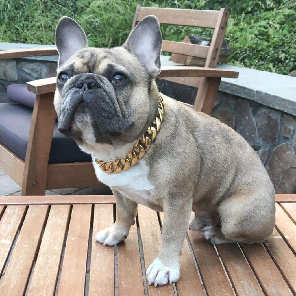 French Bulldog Dog Chain Cuban Cuban Link Gold Dog Collar BIG DOG