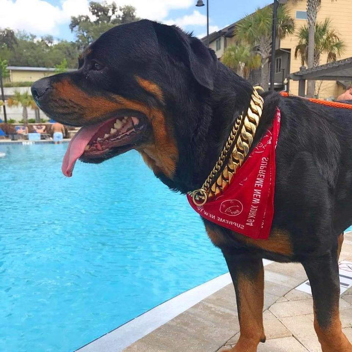 The Cuban Custom_Luxury_Gold Collar  for pitbull_large_dog_collars_Cane_Corso_collars_rottweilerdog_collar_american bully A Collar of Distinction  - 7/BigDogChains