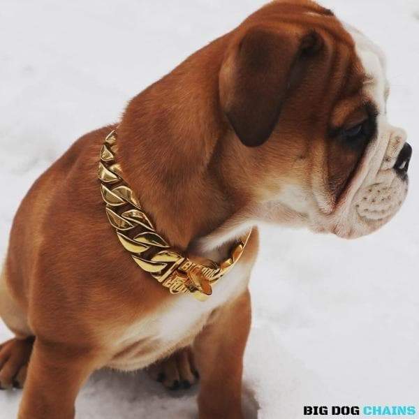 The Cuban Custom_Luxury_Gold Collar  for pitbull_large_dog_collars_Cane_Corso_collars_rottweilerdog_collar_american bully Crafted for Royalty  - 9/BigDogChains