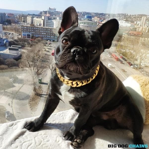 The Cuban Custom_Luxury_Gold Collar  for pitbull_large_dog_collars_Cane_Corso_collars_rottweilerdog_collar_american bully Gilded Elegance  - 10/BigDogChains