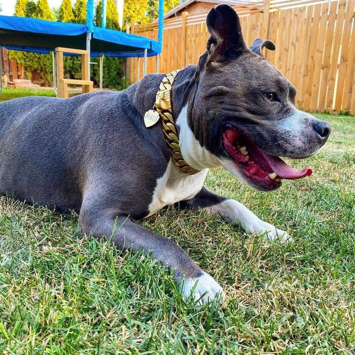 The Cuban Custom_Luxury_Gold Collar  for pitbull_large_dog_collars_Cane_Corso_collars_rottweilerdog_collar_american bully Gleaming with Glamour  - 17/BigDogChains
