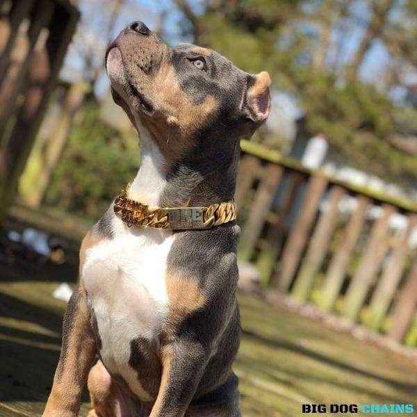 The Cuban Custom_Luxury_Gold Collar  for pitbull_large_dog_collars_Cane_Corso_collars_rottweilerdog_collar_american bully Gold Standard for Dogs  - 12/BigDogChains