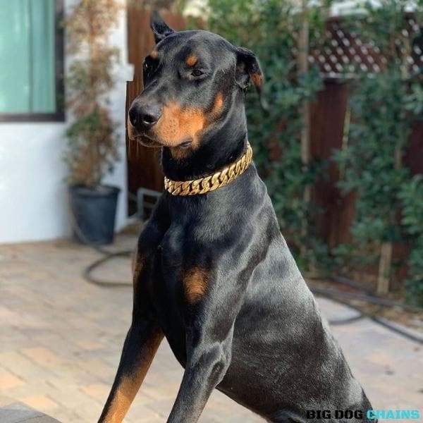 The Cuban Custom_Luxury_Gold Collar  for pitbull_large_dog_collars_Cane_Corso_collars_rottweilerdog_collar_american bully Luxe and Lavish  - 4/BigDogChains